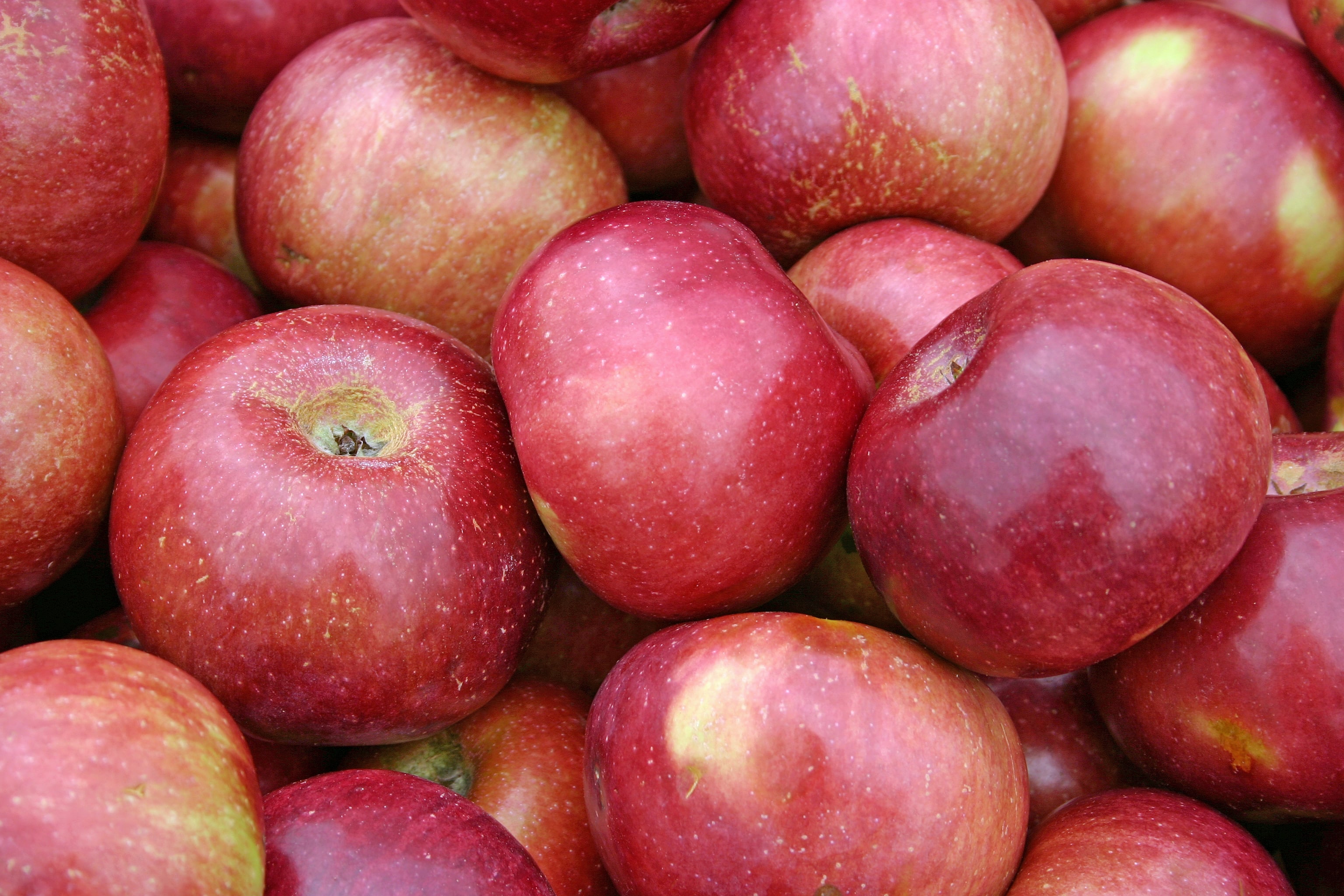 A large group of beautiful red apples
