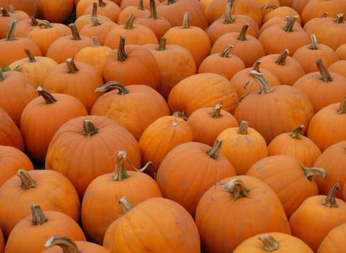 Holiday pumpkins spread out for sale